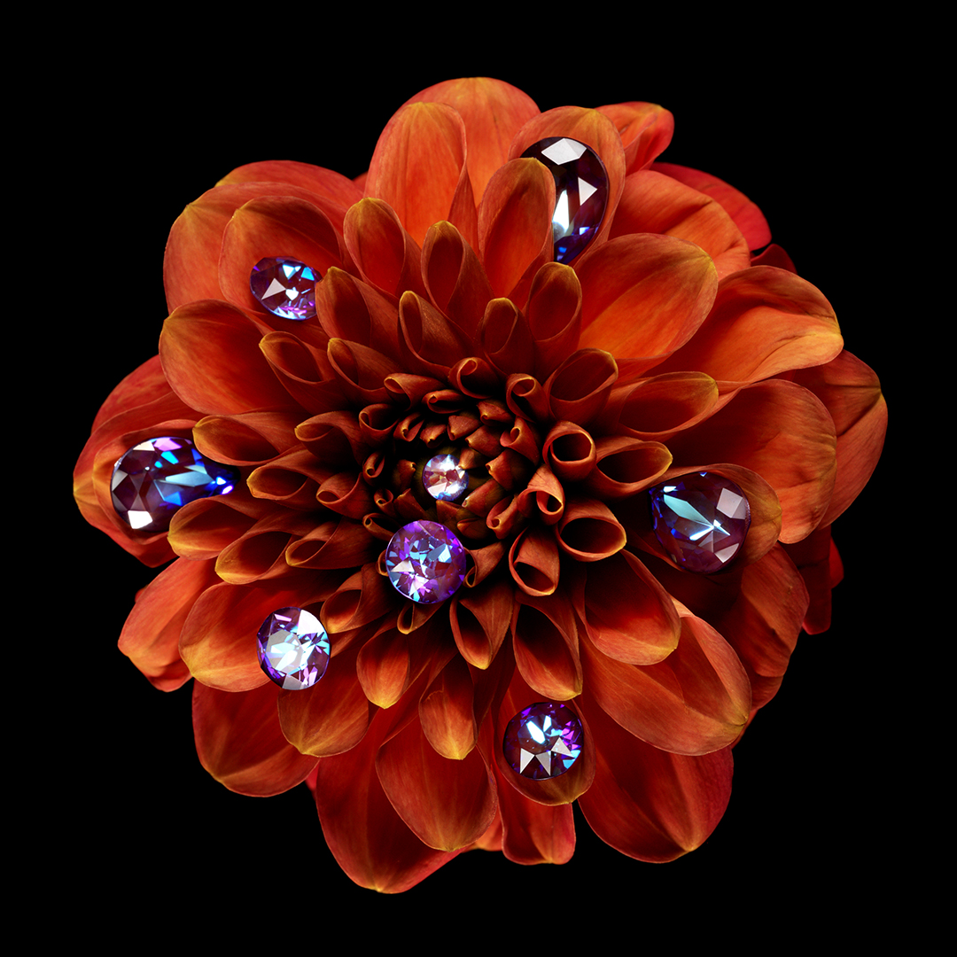 copyright Oriani & Origone - Swarovski – Book of Dreams