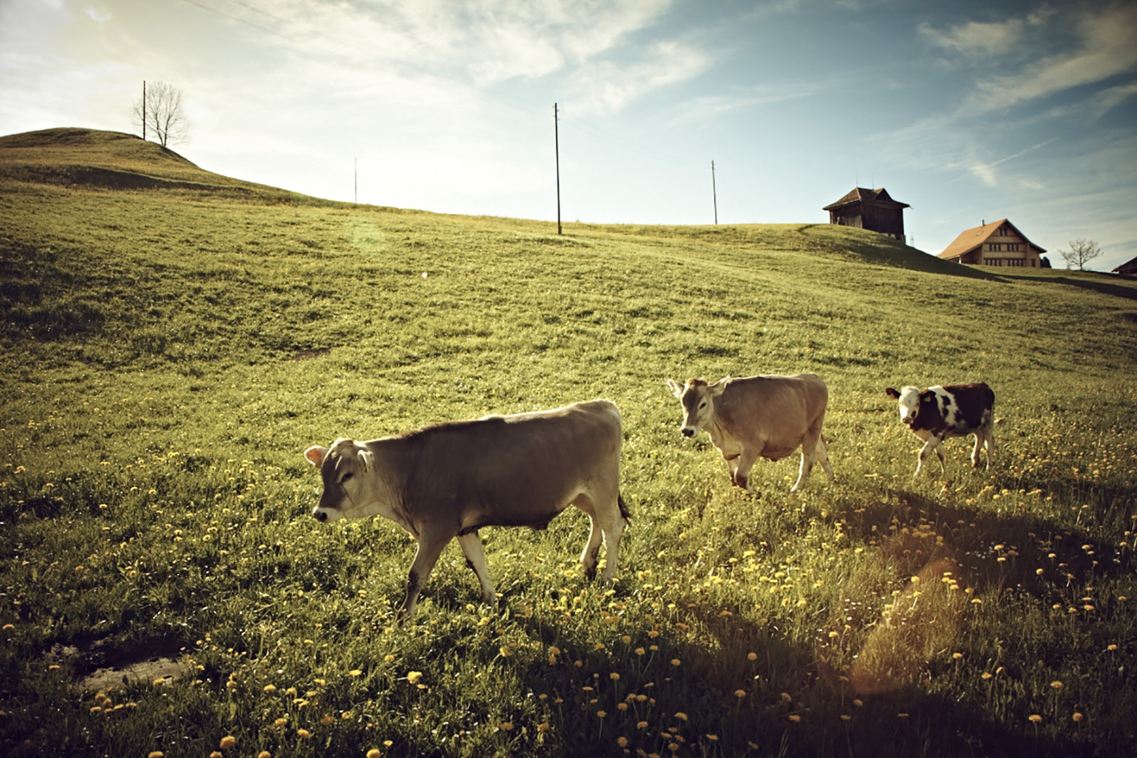 copyright Christian Grund - Landwirtschaft