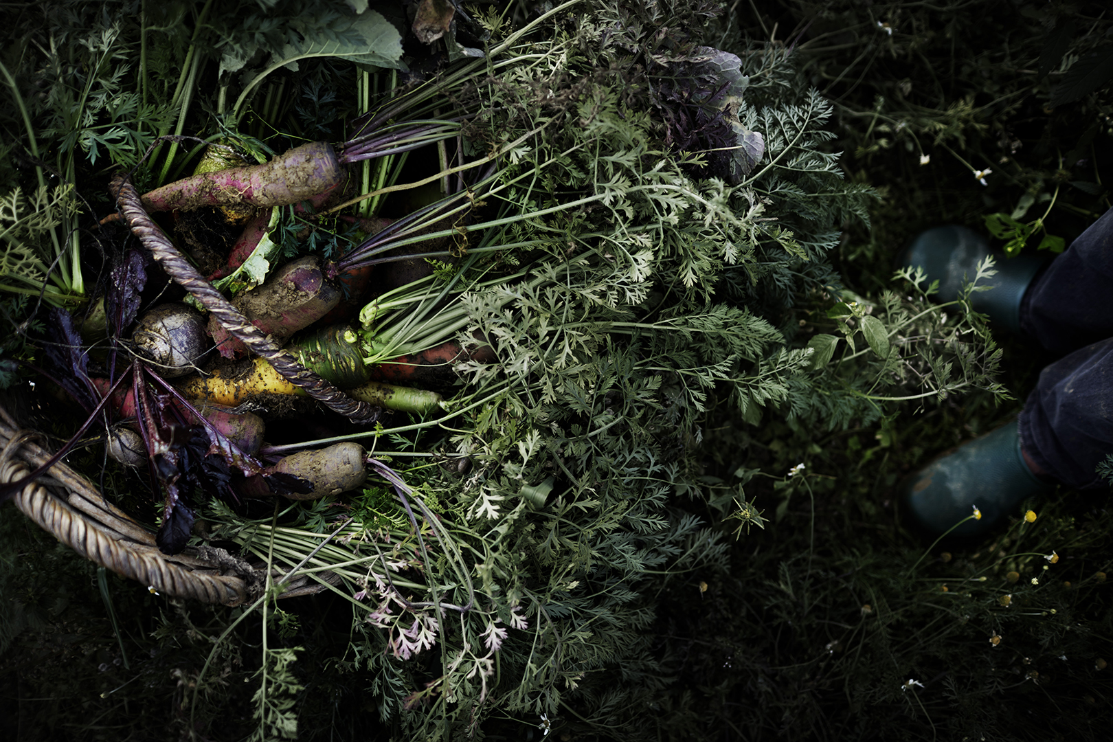 copyright Sylvan Müller - Leaf to Root