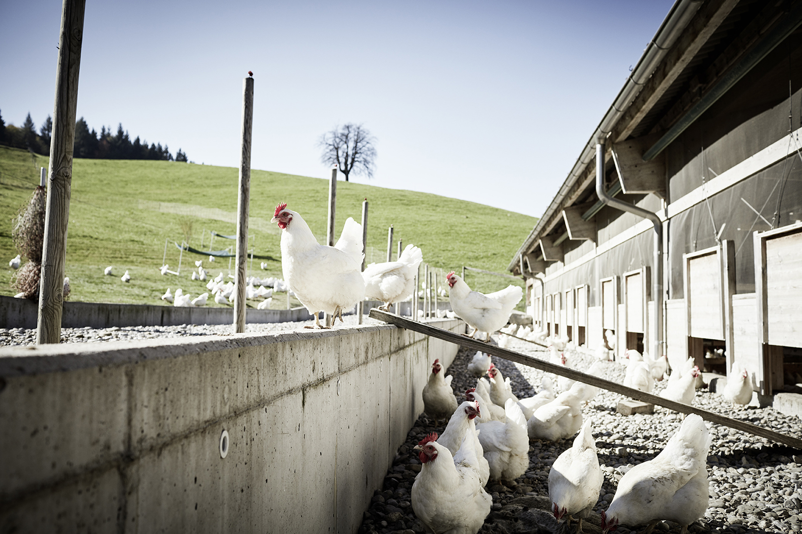 copyright Sylvan Müller - Naturaplan