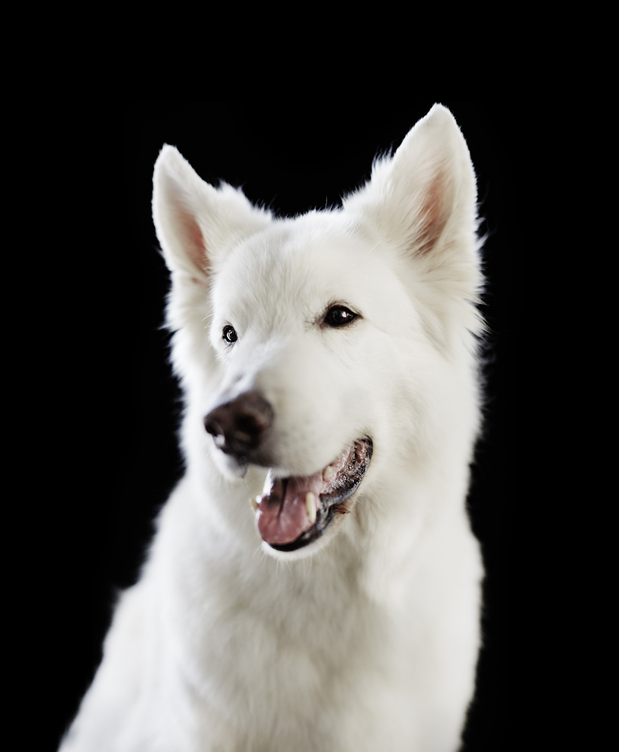 copyright Sylvan Müller - Hunde Transhelvetica