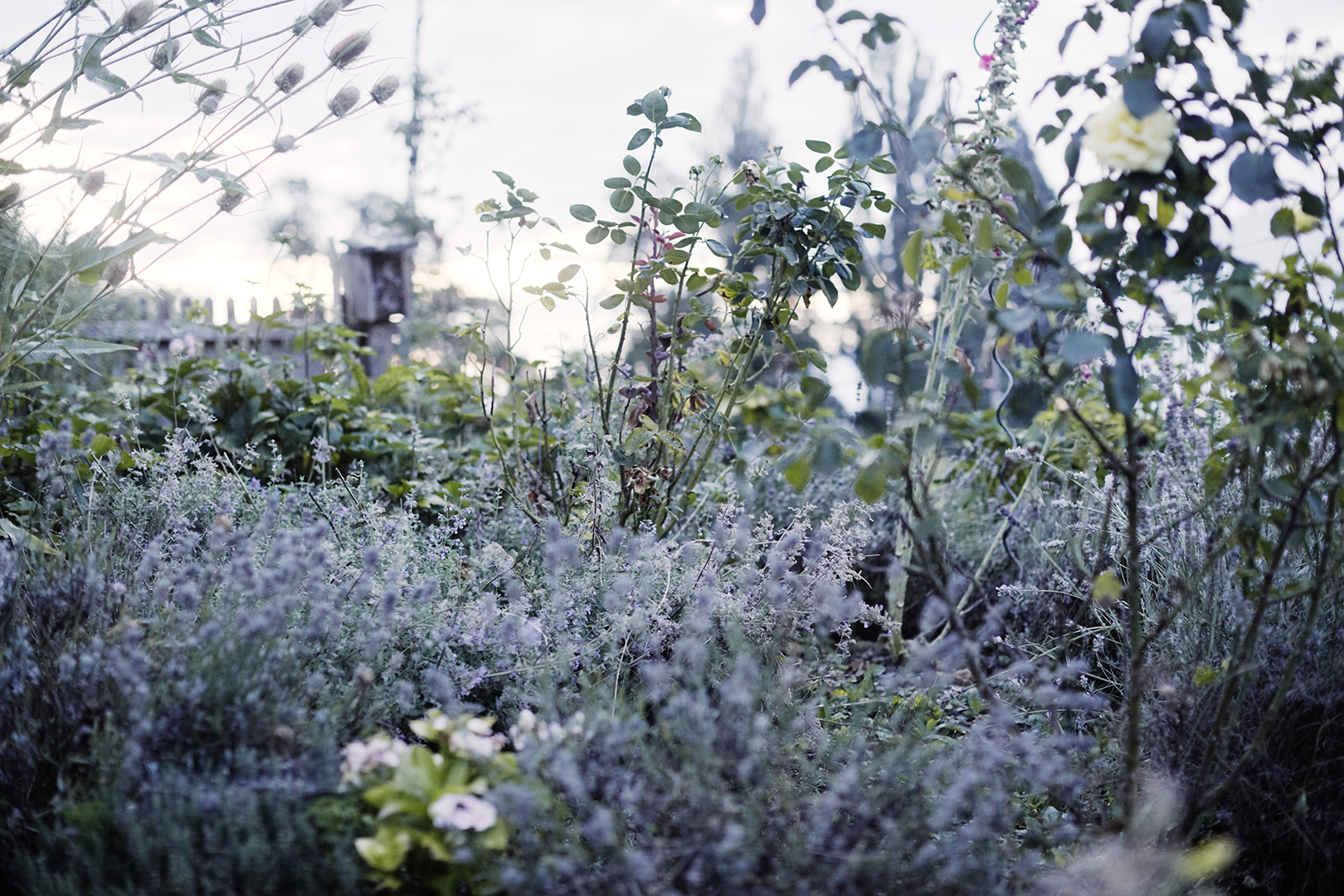 copyright Sylvan Müller - Ueli-Hof