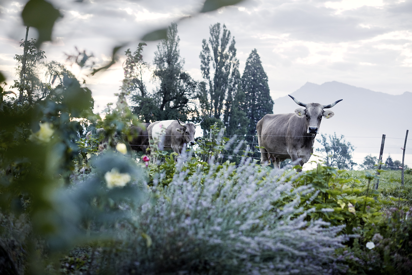 copyright Sylvan Müller - Ueli-Hof