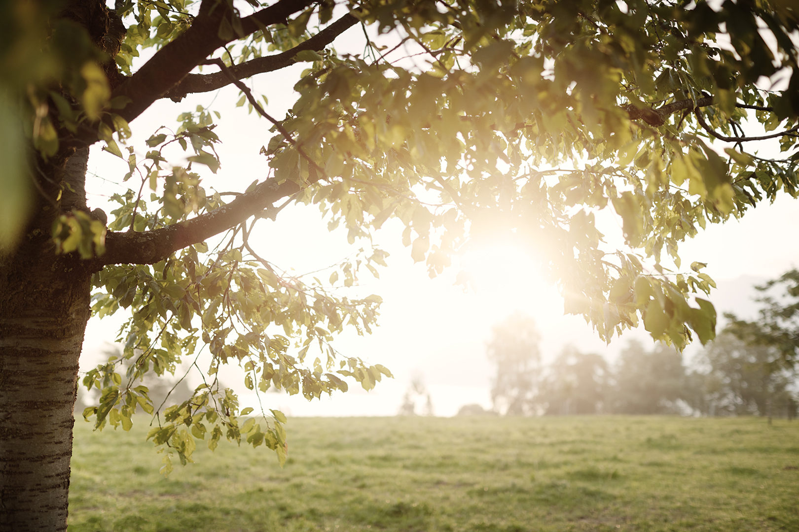 copyright Sylvan Müller - Ueli-Hof