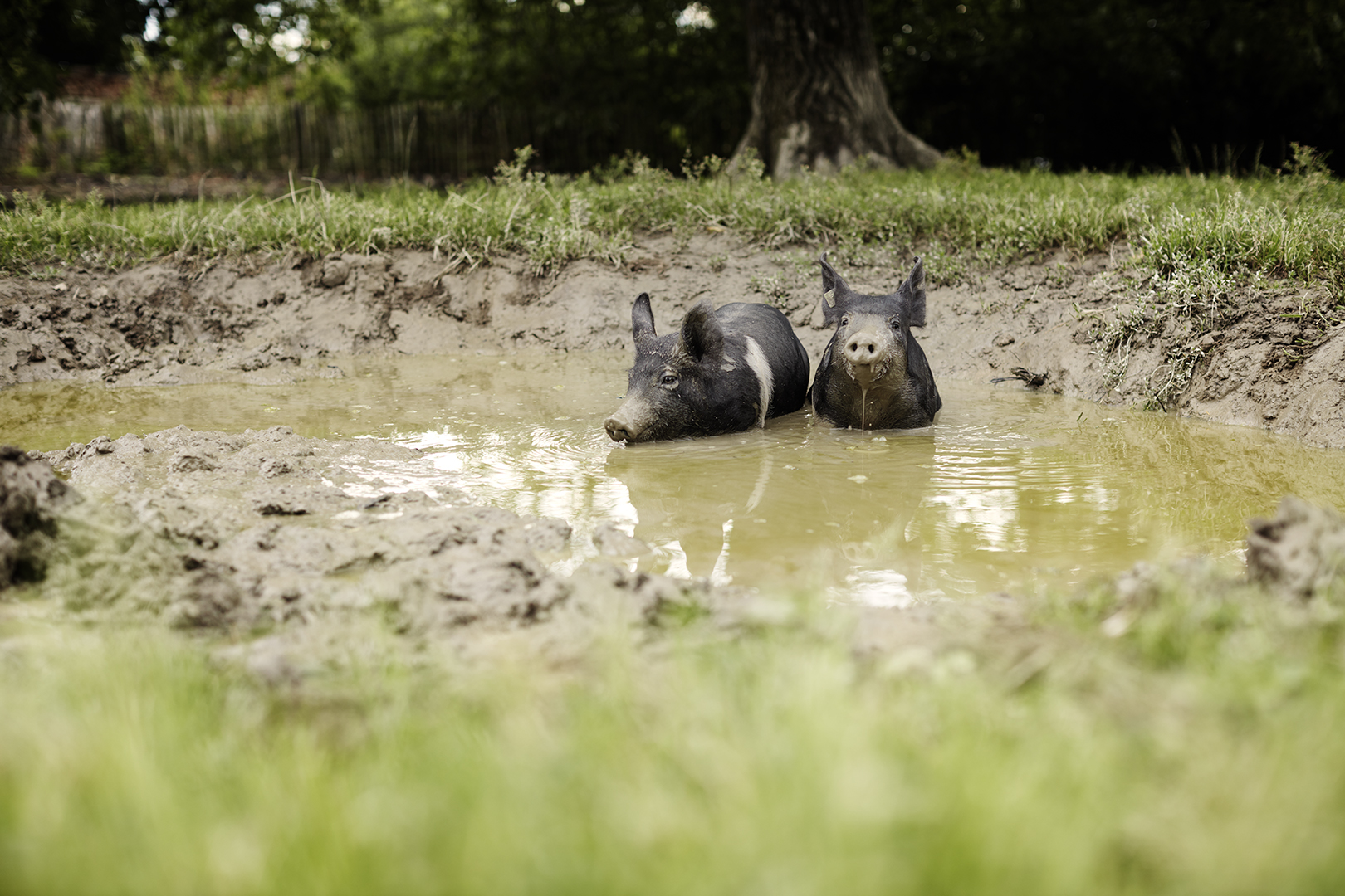 copyright Sylvan Müller - Ueli-Hof