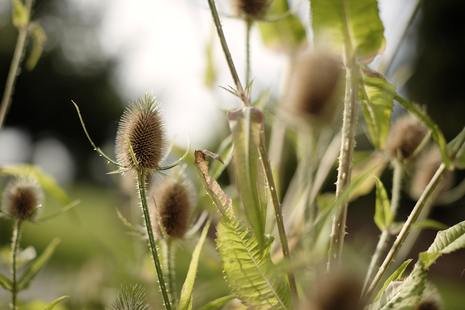 copyright Sylvan Müller - Ueli-Hof