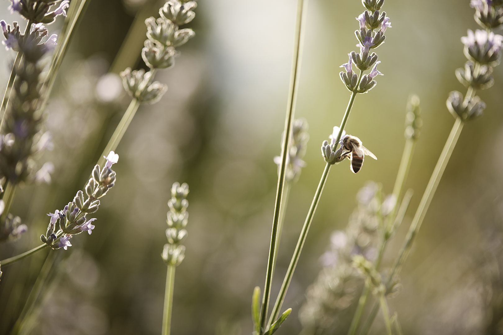 copyright Sylvan Müller - Ueli-Hof