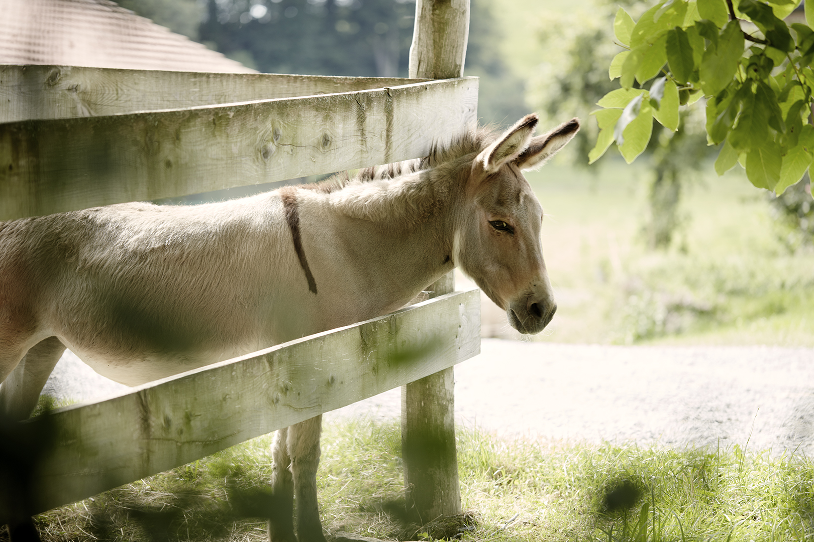 copyright Sylvan Müller - Ueli-Hof