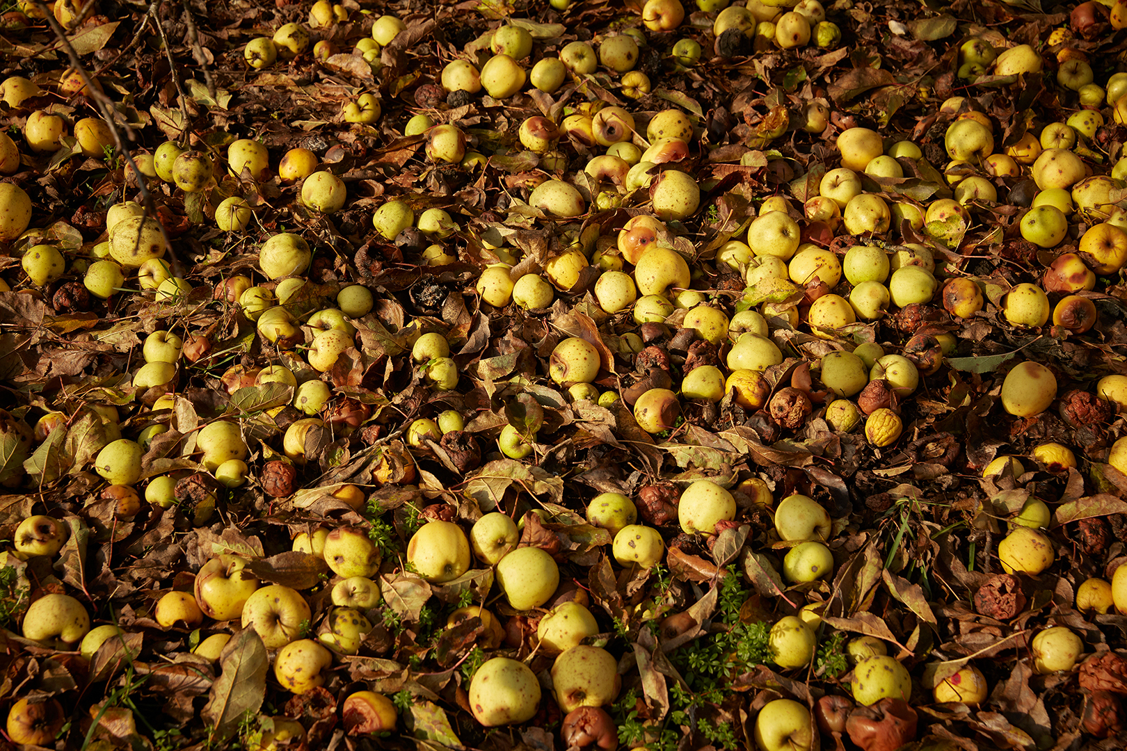 copyright Maurice Haas - Schweizer Literaturpreisträger 2019