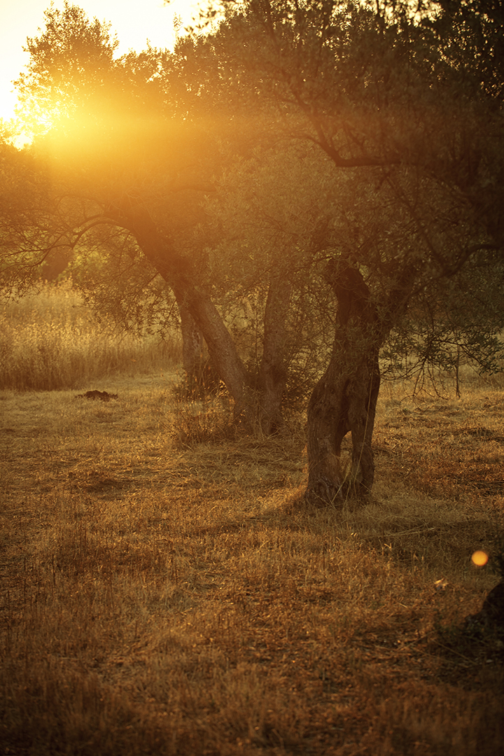 copyright Maurice Haas - Occhipinti