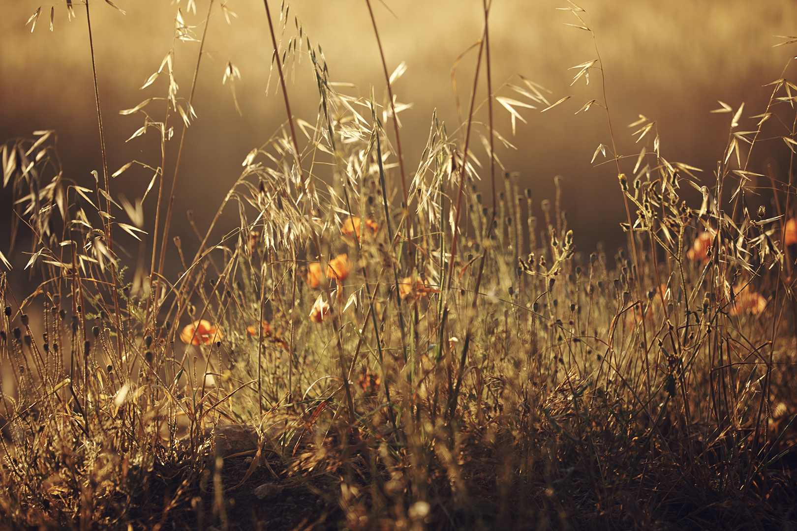 copyright Maurice Haas - Occhipinti