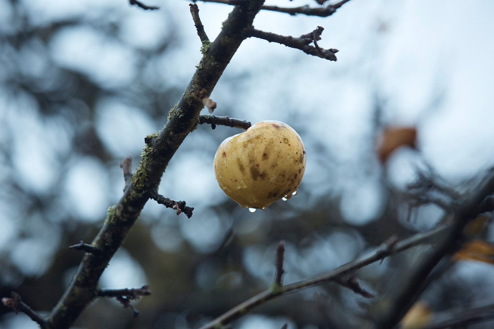 copyright Maurice Haas - Schweizer Literaturpreisträger 2019