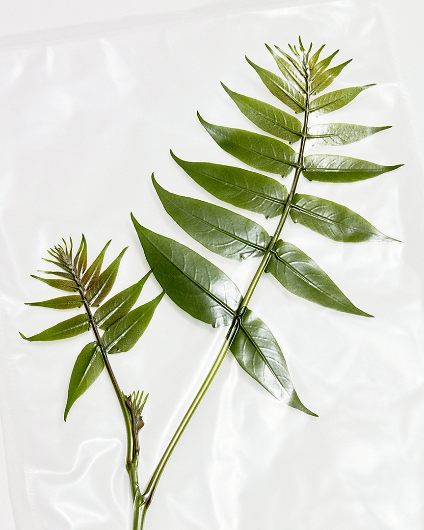copyright Jonas Marguet - Weeds