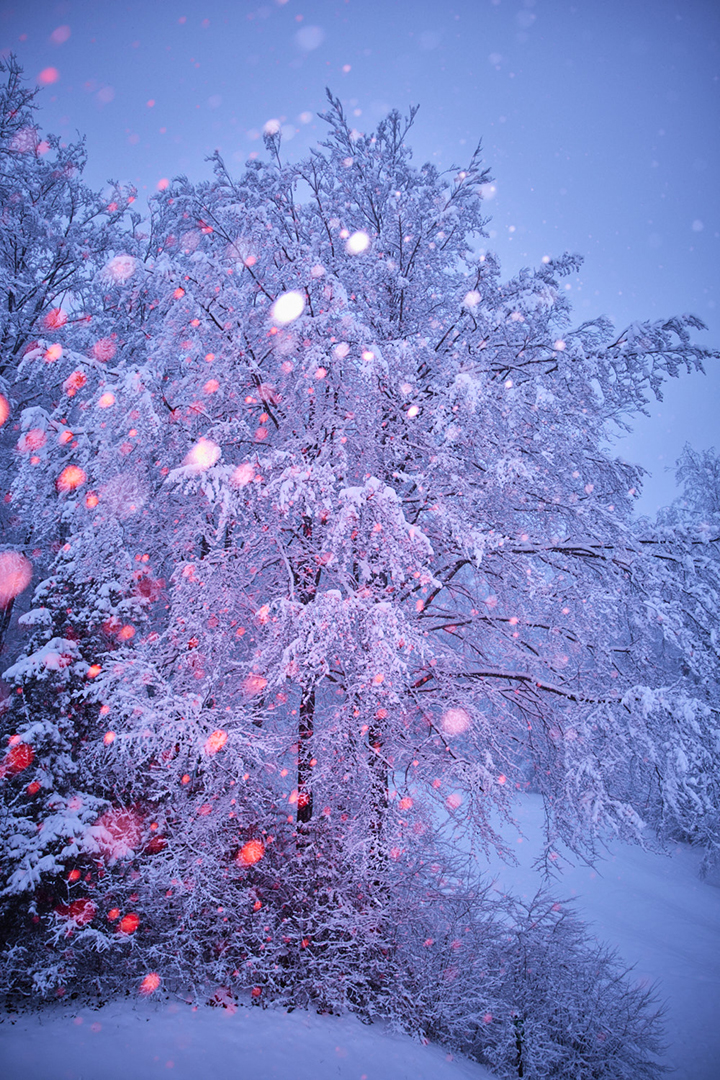 copyright Maurice Haas - Disco Trees