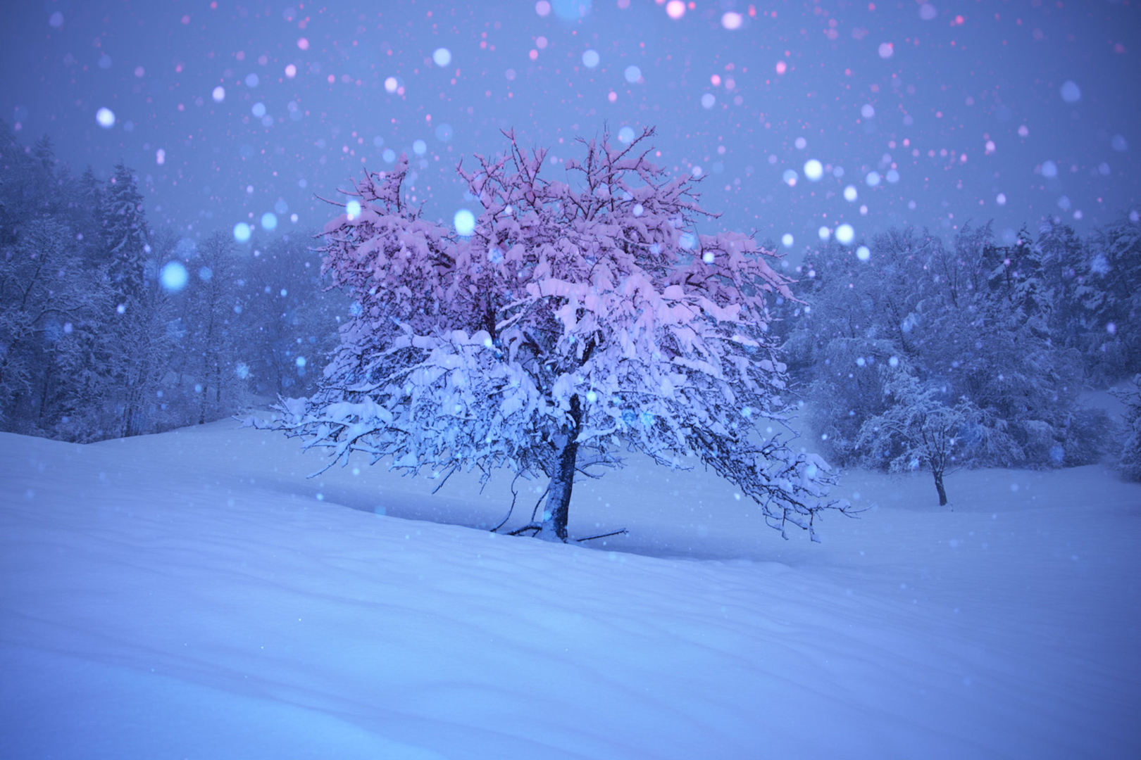 copyright Maurice Haas - Disco Trees