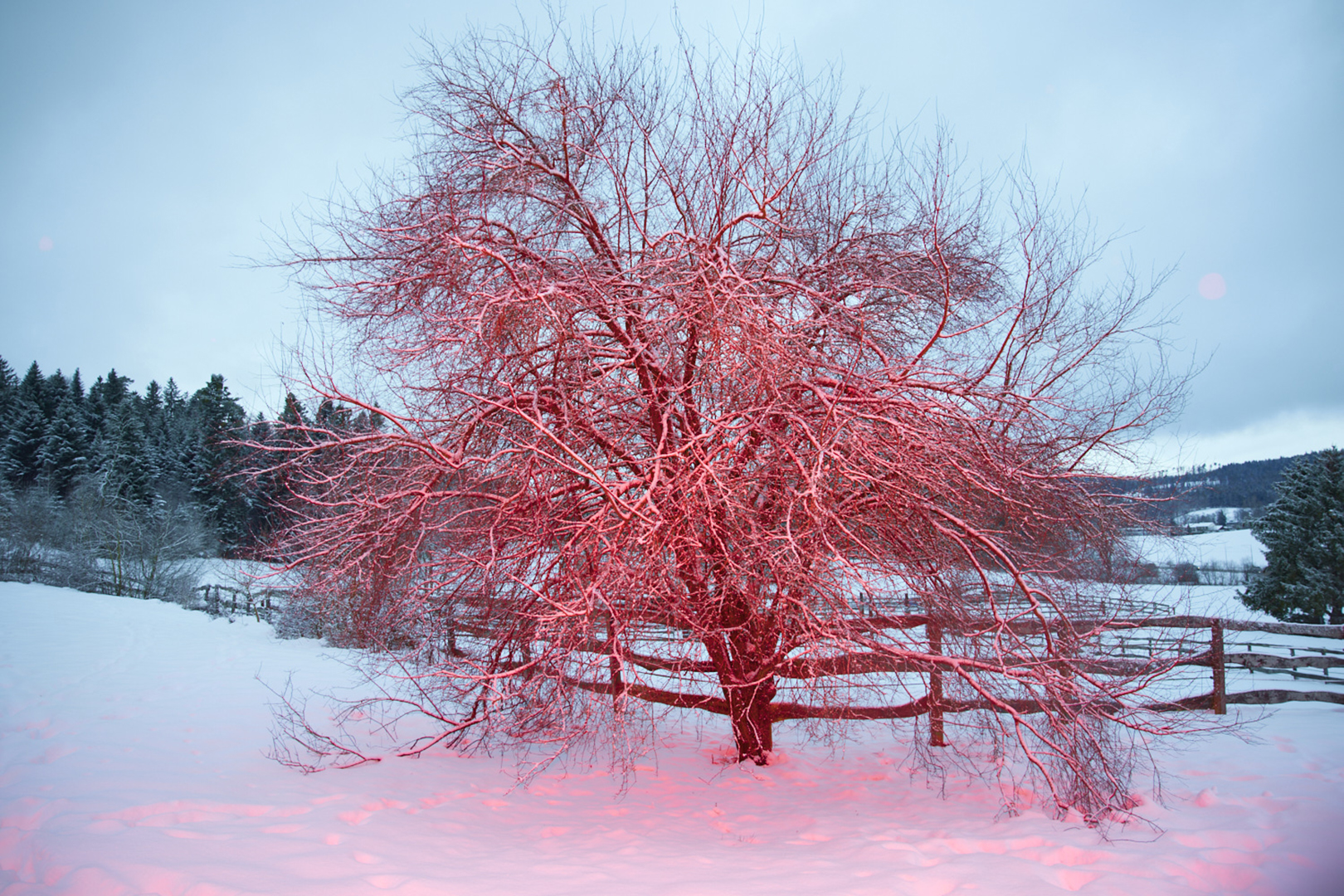 copyright Maurice Haas - Disco Trees