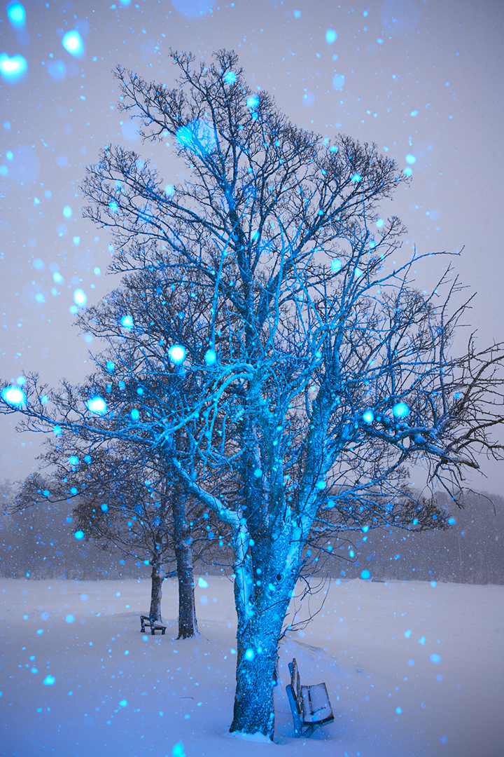 copyright Maurice Haas - Disco Trees