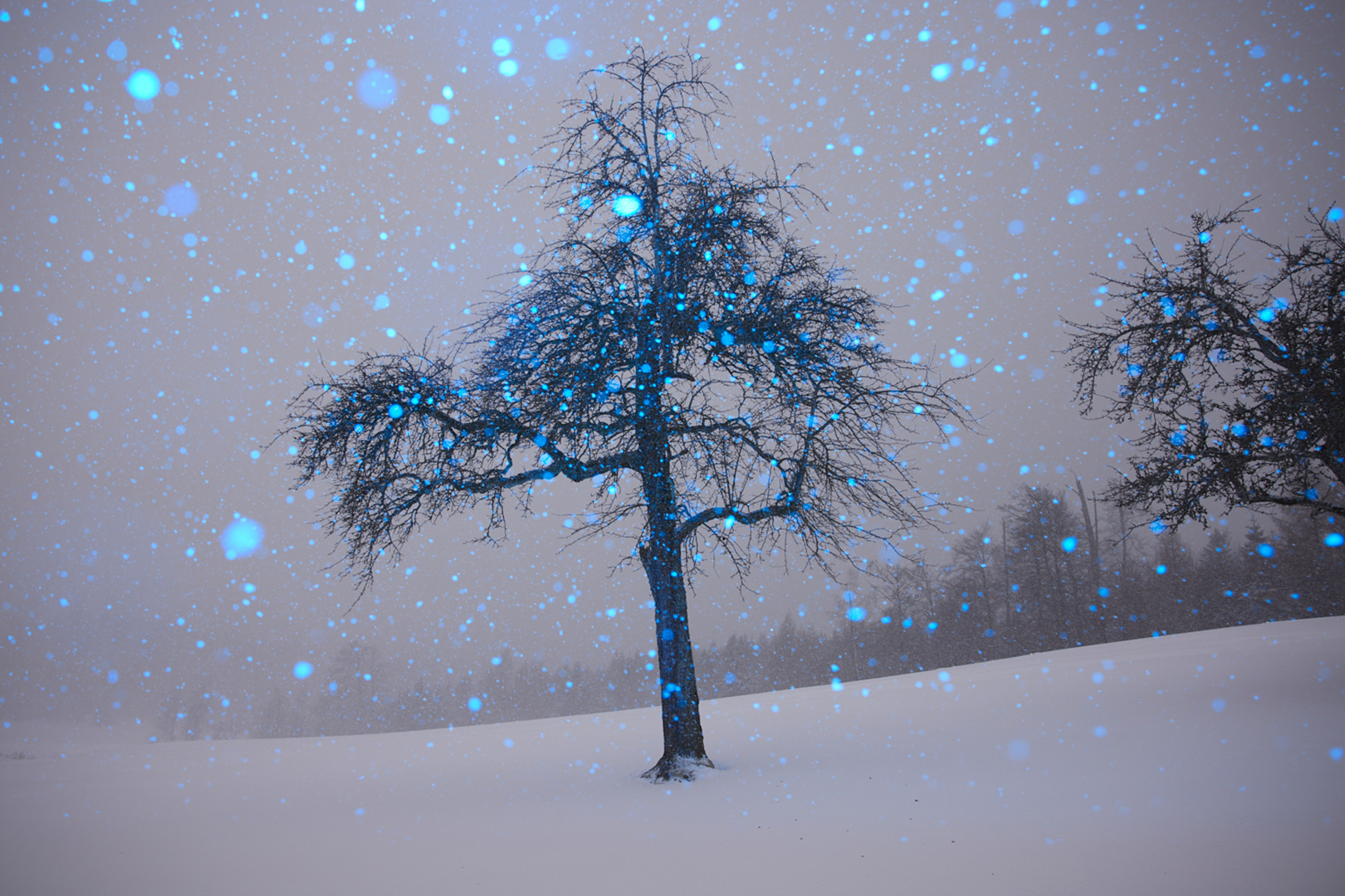 copyright Maurice Haas - Disco Trees