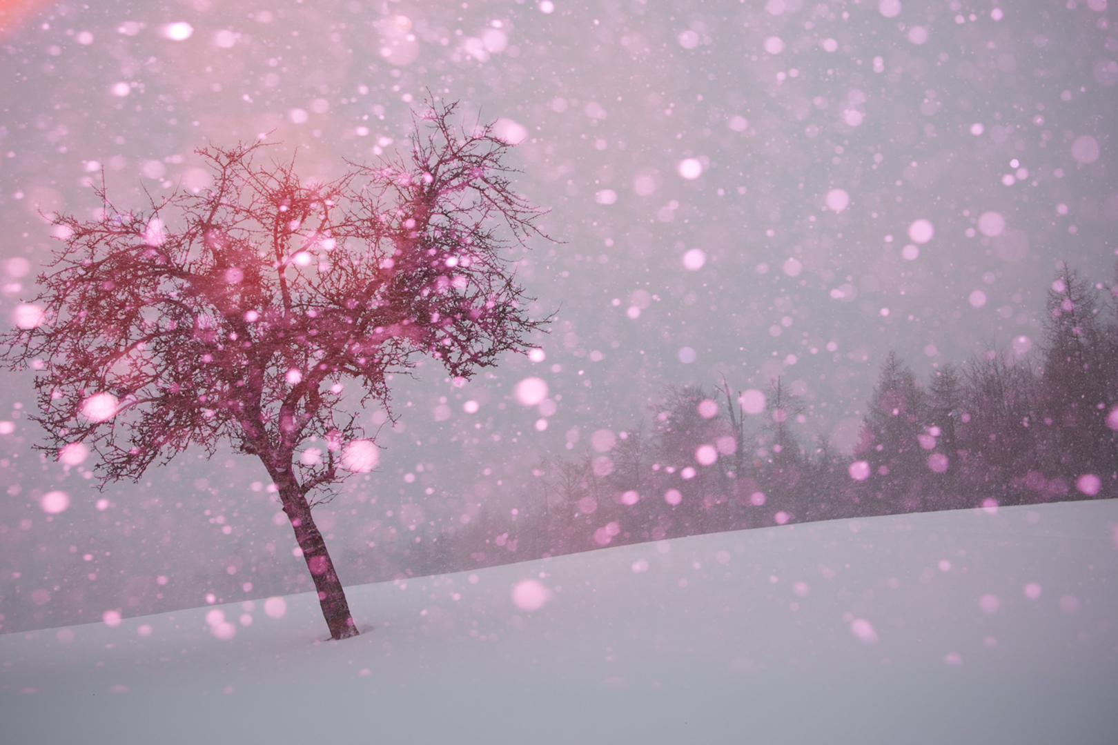 copyright Maurice Haas - Disco Trees