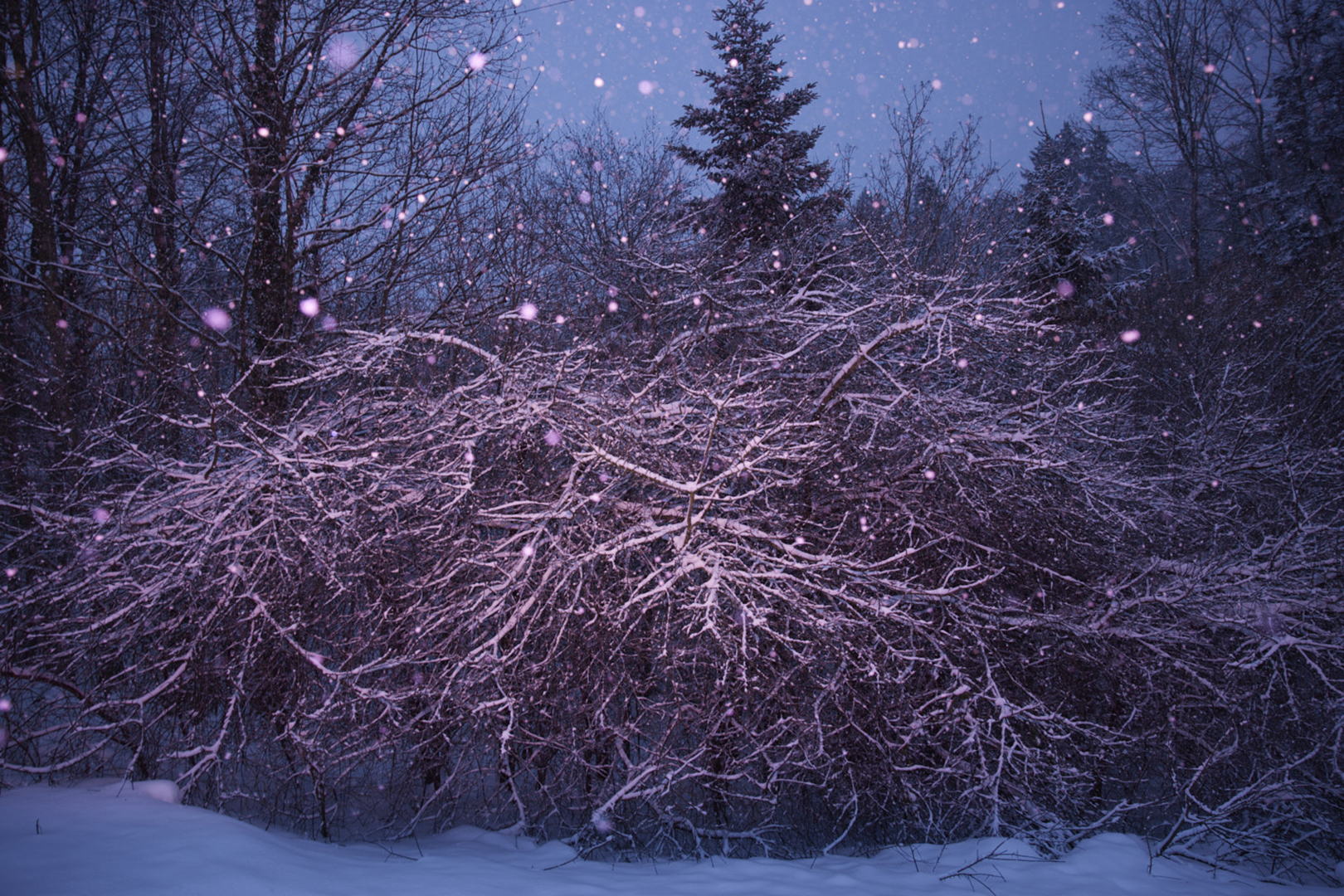 copyright Maurice Haas - Disco Trees