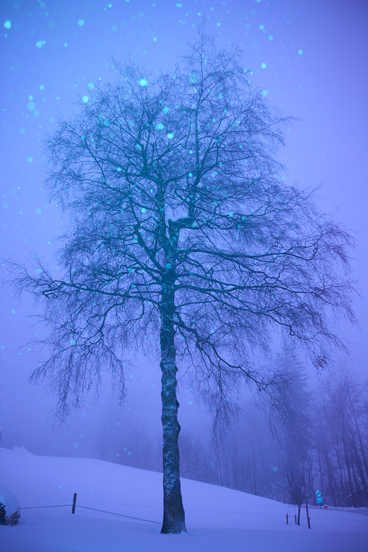 copyright Maurice Haas - Disco Trees