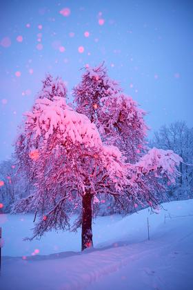 copyright Maurice Haas - Disco Trees