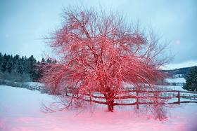 copyright Maurice Haas - Disco Trees