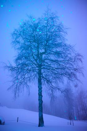 copyright Maurice Haas - Disco Trees