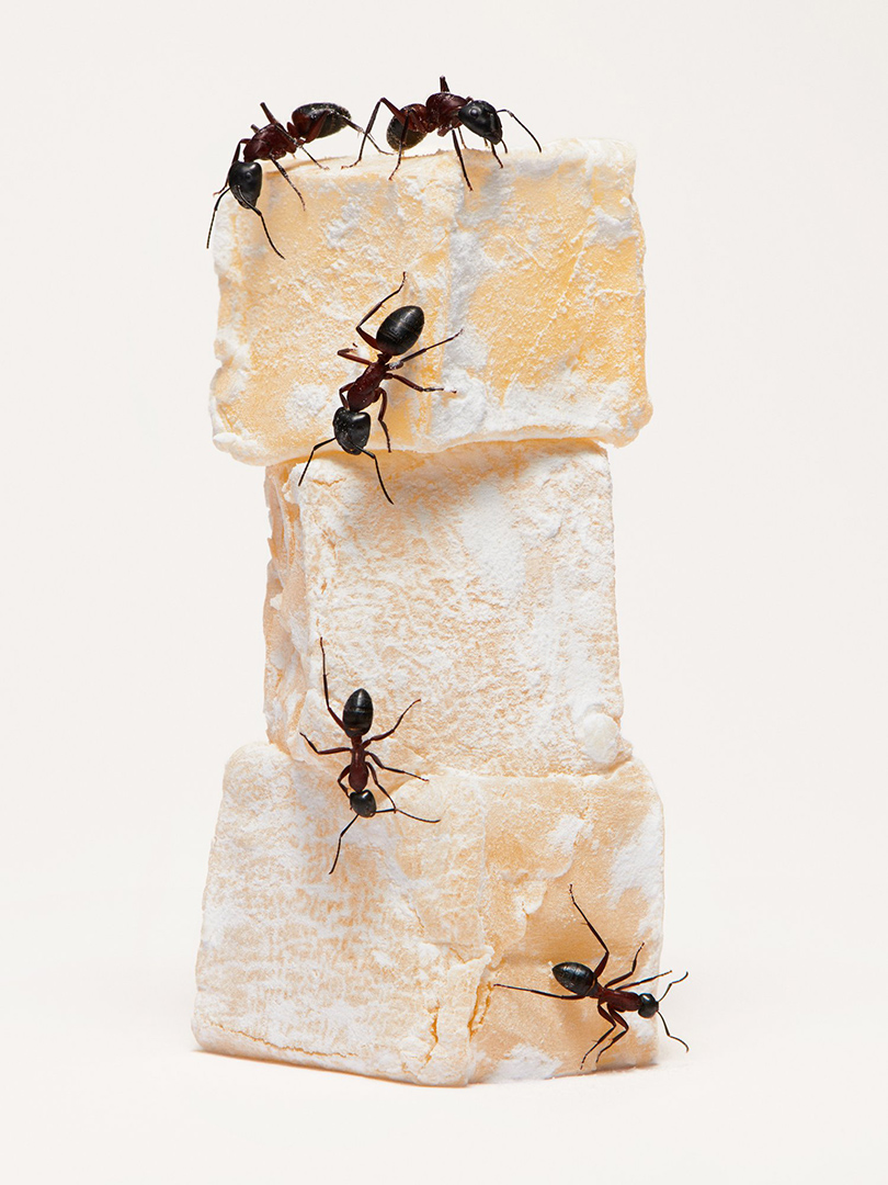 copyright Bela Borsodi - Turkish Delight