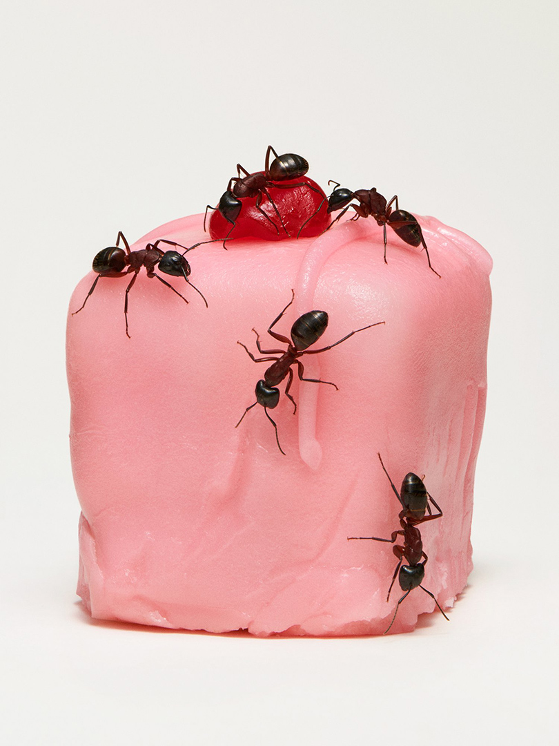 copyright Bela Borsodi - Punch Cake