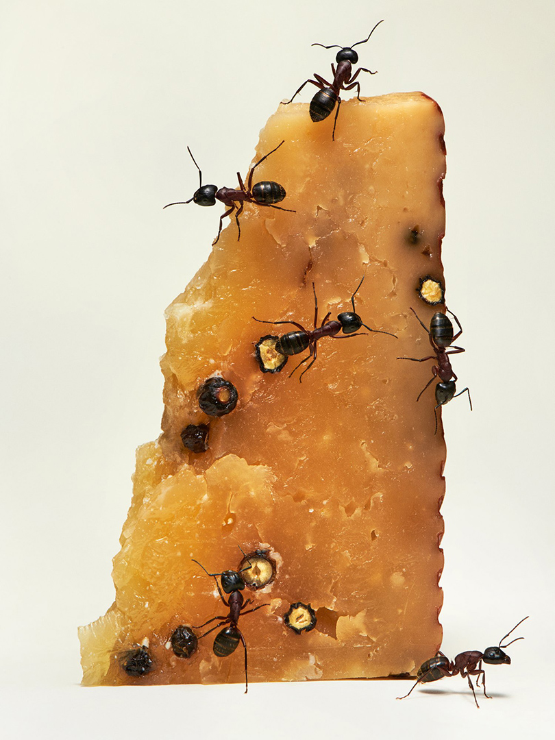 copyright Bela Borsodi - Pecorino Pepato