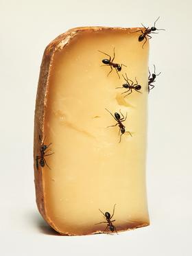 copyright Bela Borsodi - Mimolette